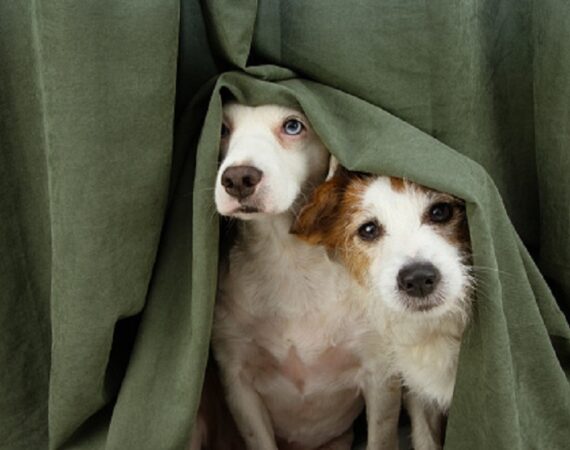 two scared or afraid puppy dogs wrapped with a curtain.